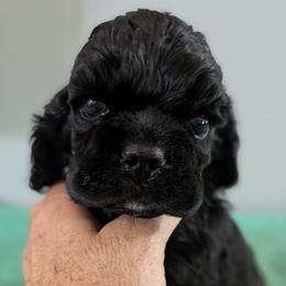 Orange boy - Black male Cocker Spaniel puppy in Hernando, Florida from Blackwater Kennel