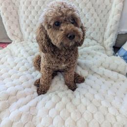 Maltipoo Puppies from Ollie-Pop Paws Breeding