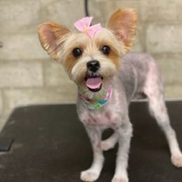 Fiona - Yorkshire Terrier
