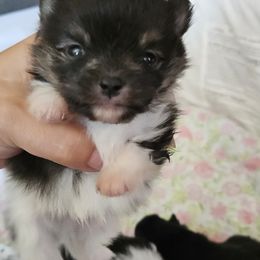 Pomeranian Puppies from ADKPOM Adirondack Pomeranians