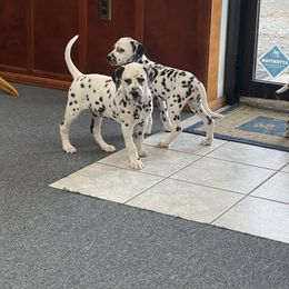 Girl 5 - Dalmatian puppy in Knoxville, Arkansas from K2 Dalmatians