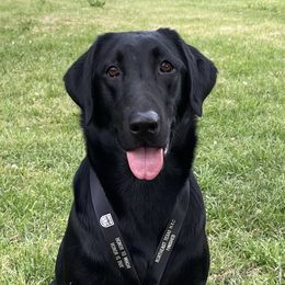 Jessie - Labrador Retriever