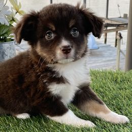 Australian Shepherds, Miniature Australian Shepherds, and Toy Australian Shepherds from Texas Miniature Aussies