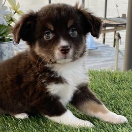 Australian Shepherds, Miniature Australian Shepherds, and Toy Australian Shepherds from Texas Miniature Aussies