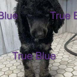 Boy 1 - Poodle puppy in Mooresville, North Carolina from True Blue Standard Poodles