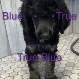 Boy 1 - Poodle puppy in Mooresville, North Carolina from True Blue Standard Poodles