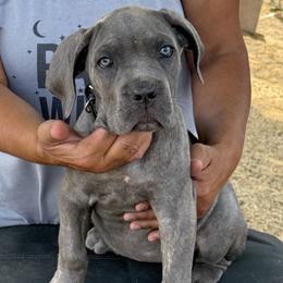 Girl 6 - Gray female Cane Corso puppy in Granbury, Texas from Revolutions Kennel