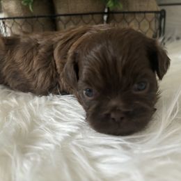 Shih Tzu Puppies from Riley Family Kennel