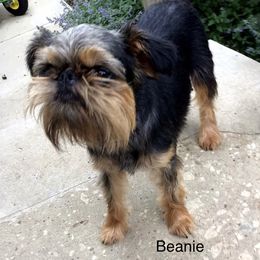 Beanie - Brussels Griffon