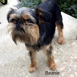 Beanie - Brussels Griffon