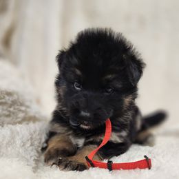 Red Collar - Black and tan German Shepherd puppy in Deer Park, Alabama from Von Richardson Elite German Shepherds