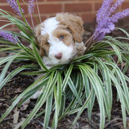 Australian Labradoodle Puppies from Majestic Labradoodles