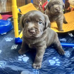 Labrador Retriever Puppies from Enchanted Garden Labradors
