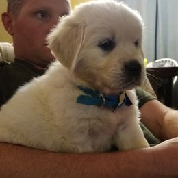 Golden Retriever Puppies from Light Hill Goldens