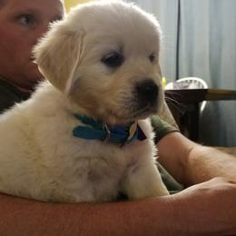 Golden Retriever Puppies from Light Hill Goldens