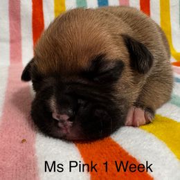 Ms Pink - Fawn female Boxer puppy in Palm Coast, Florida from Starlight Boxer Corner