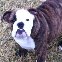 Bulldogs from Colorado Bulldogs