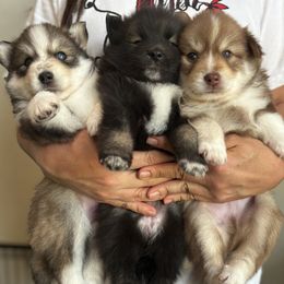 Pomsky Puppies from Bowtique Pomskies