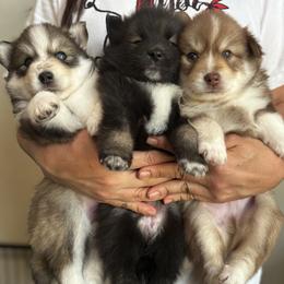 Pomsky Puppies from Bowtique Pomskies