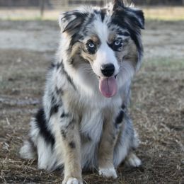 Koko  - Miniature Australian Shepherd