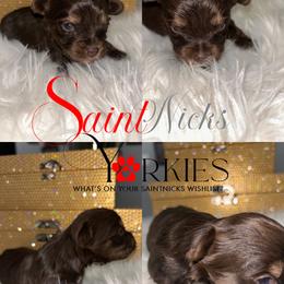 Visa - Chocolate, tan and white female Yorkshire Terrier puppy in Lynwood, Illinois from SaintNicksWay