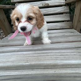 Angel - Buff and white female Cockapoo puppy in Elgin, Texas from Good Grief Doodles