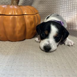 AKC Girl 2 - Piebald female Dachshund puppy in Grand Valley, Pennsylvania from Hounds on the Hill