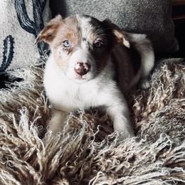 Trix x Lassie - Girl 4 - Sable merle - Sable merle female Border Collie puppy in Minden, Iowa from Rocking N Registered Border Collies & Labradors