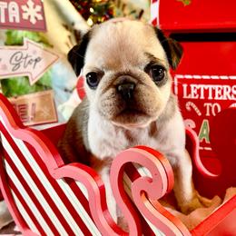 Phoebe - Silver female Pug puppy in Ferrum, Virginia from Menagerie Magnifique Pugs & Boston Terriers