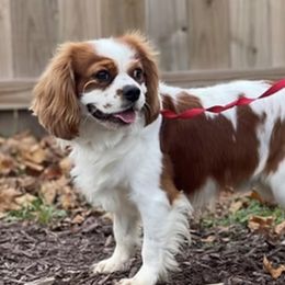 Kip - Cavalier King Charles Spaniel