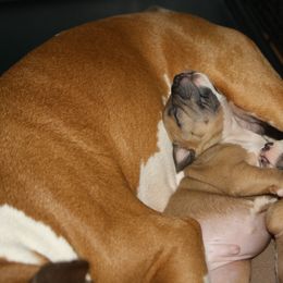 American Staffordshire Terrier Puppies from Emerald Creek Kennel