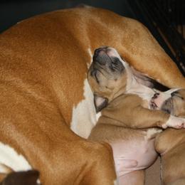 American Staffordshire Terrier Puppies from Emerald Creek Kennel