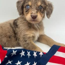 Basil - Brown merle male Aussiedoodle puppy in Austin, Texas from Doodles of Central Texas