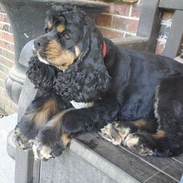 Lucy - Cocker Spaniel