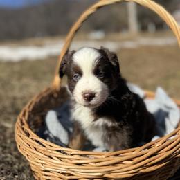 Red Tri Male 1 - Red tri male Miniature Australian Shepherd puppy in Stuart, Virginia from Apple Tree Mini Aussies