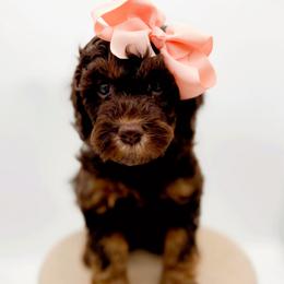 Maple - Phantom female Goldendoodle puppy in North Carolina from Tuxedo Mountain Doodles