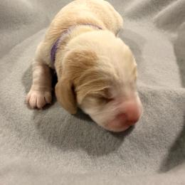 Purple collar- girl - Red and white female Beagle puppy in Las Vegas, Nevada from Hound Kings