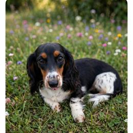 Bougie - Dachshund