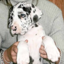 Great Dane Puppies from Stardust Danes
