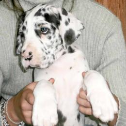 Great Dane Puppies from Stardust Danes