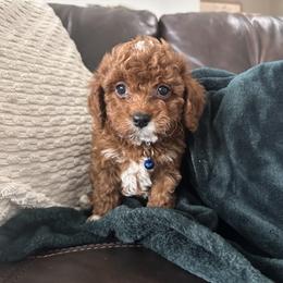 Winnie - Red male Cavapoo puppy in Ephrata, Pennsylvania from Nancy's Cavapoos