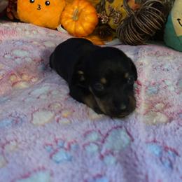 Lucy - Black and tan female Dachshund puppy in Nashville, Georgia from Riverside Dachshund