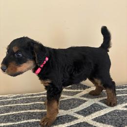 Pink - Black and tan female Airedale Terrier puppy in Huntersville, North Carolina from Cool Hand Luke Kennels