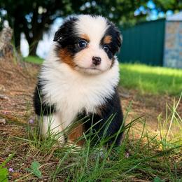Indy - Black tri female Toy Australian Shepherd puppy in Leitchfield, Kentucky from Legendmaker MAS