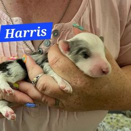 Harris - Blue merle and white male Shetland Sheepdog puppy in Kaycee, Wyoming from Heavenly Shelties