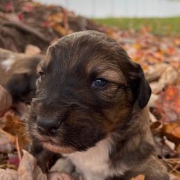 Aussiedoodles and Bordoodles from Creekside Doodles