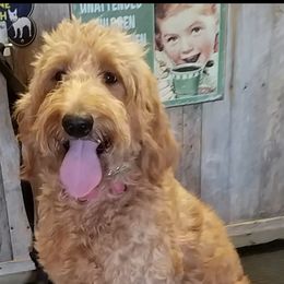 Goldendoodles from Milligan Valley Goldens & Doodles