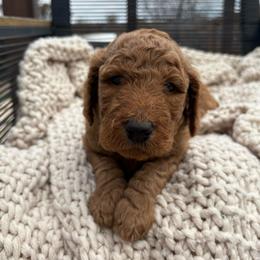 Brown - Red  male Goldendoodle puppy in Buda, Texas from Anita’s Doodles