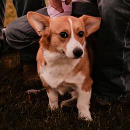 Izzy - Pembroke Welsh Corgi