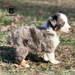 Chevy - Blue merle male Australian Shepherd puppy in Columbia, Kentucky from Caywood Aussies